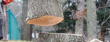 Best Fruit Tree Pruning  in Goose Creek, SC