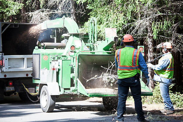 Best Tree Trimming and Pruning  in Goose Creek, SC