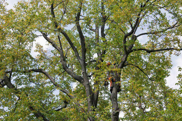 Reliable Goose Creek, SC Tree Care Solutions