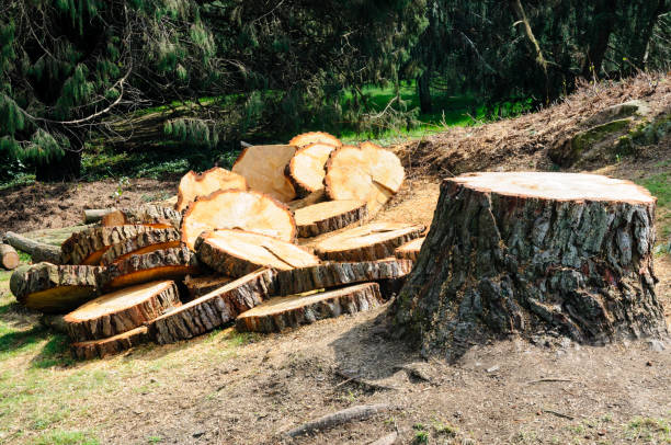 Tree and Shrub Care in Goose Creek, SC